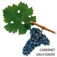 Cabernet Sauvignon