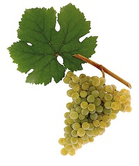 Gruener Veltliner