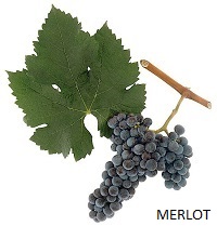 Merlot