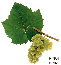 Pinot blanc