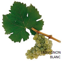 Sauvignon Blanc