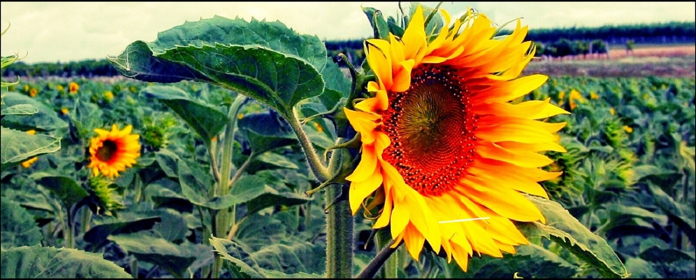 Sonnenblume