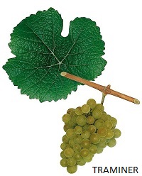 Traminer