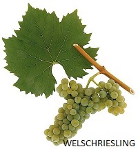 Welschriesling